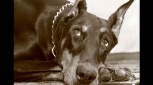 Собаке Качалова