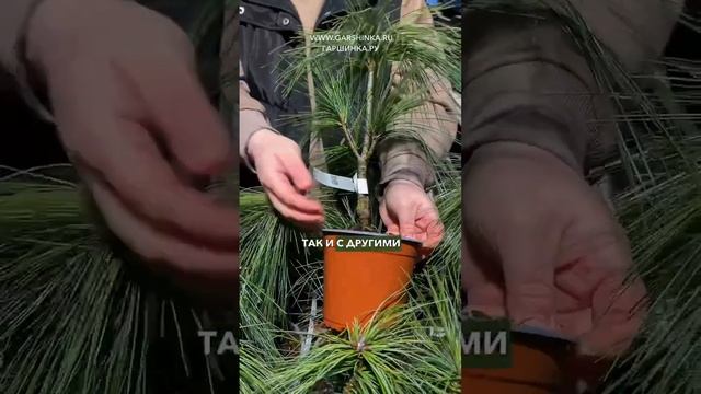 Одна из самых красивых сосен — сосна Шверина …пушистая, мягкая и очень декоративная