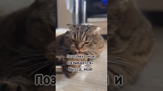 В Выходной нужно лежать и ныть!!