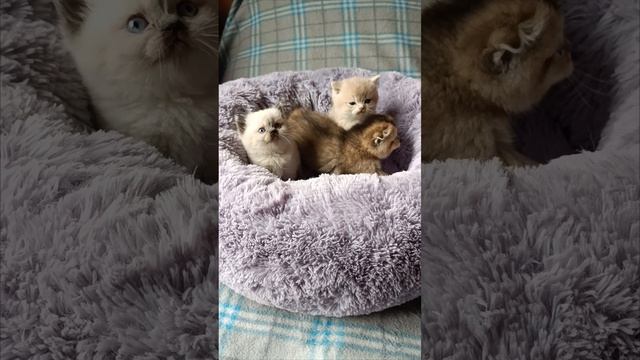 Шотландские породистые котята золотых окрасов
