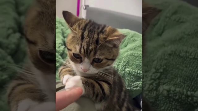 Не грусти, котик