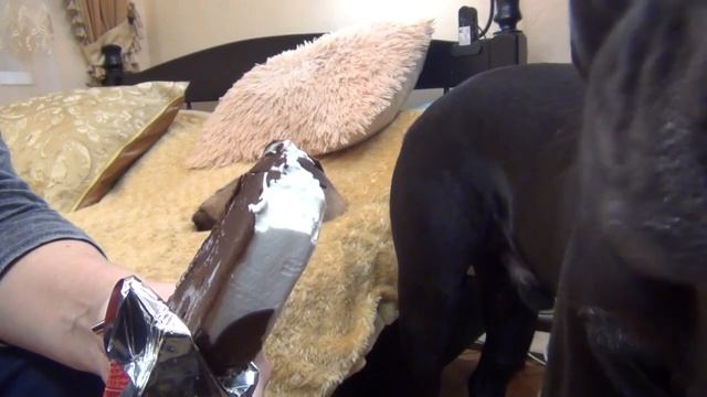 Какое мороженное любит собака Кане Корсо? #canecorso