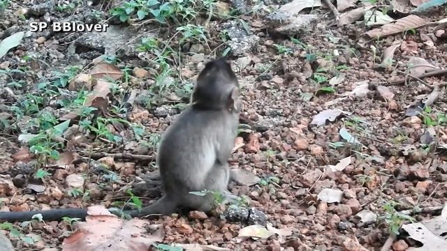 Charles More Confident To Stay And Play смотреть онлайн