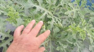 Это земклуника Барыня???