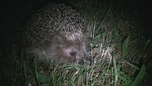 Ёж во всей своей красе