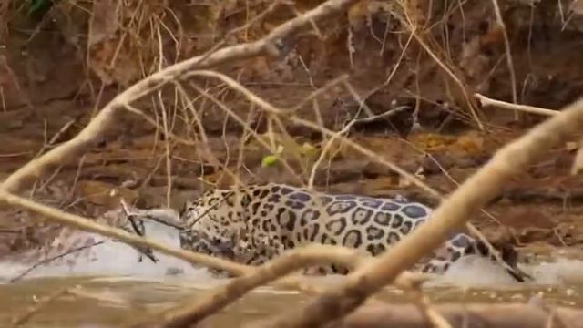 Shocked Capybara After The Jaguar Killed The Croc смотреть онлайн