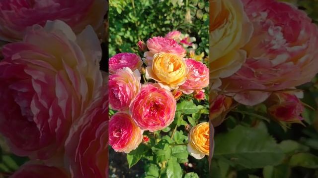 Роза Розоман Жанон  #красивыерозы #розы #красивыерозы #розы #garden #розыосенью #gardenrose #flowers