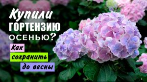 Как сохранить гортензию до весны