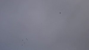 Полет голубей в присутствии дрона