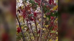 Девичий виноград. Красота осенних красок.