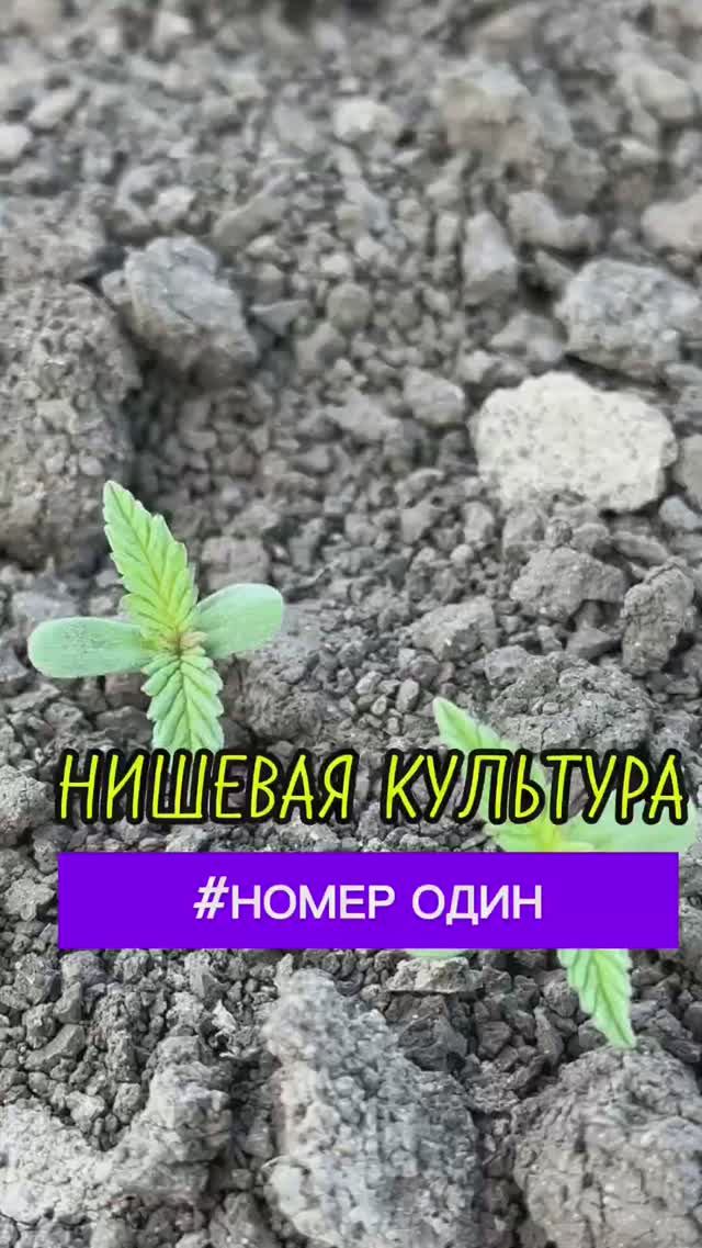 НИШЕВАЯ КУЛЬТУРА #веселоелето #жизньагрономанедома #агрономия #сельскоехозяйство #nature #farming