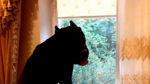 Собака Кане Корсо на охране своей территории. #canecorso