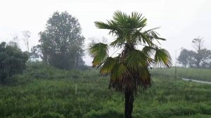 Дождь у моря