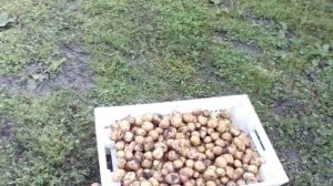 Мойка картошки для продажи