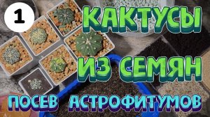 Как вырастить кактусы из семян: проверенный способ для новичков 🌵