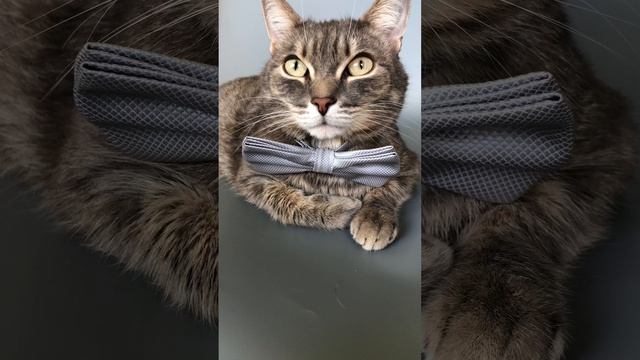 Коты в охране