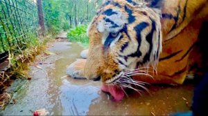 Не КАБИНЕТНЫЙ ДИРЕКТОР Олег Зубков купает своего любимого тигра ФУФУСЮ)))