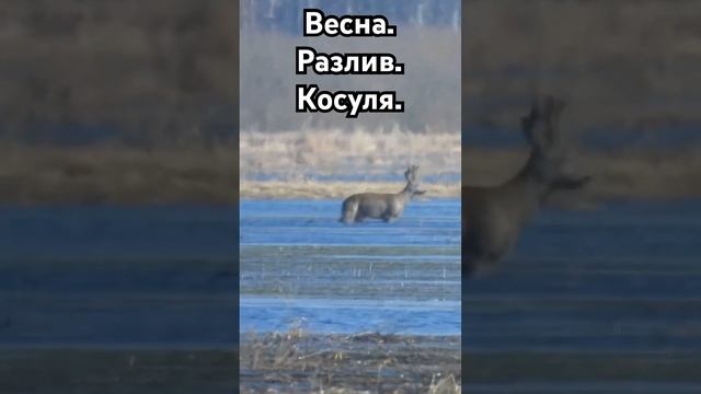 Самец косули переходит разлив. #охота #косуля #весна