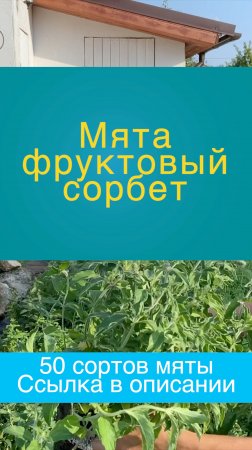 МЯТА Фруктовый сорбет