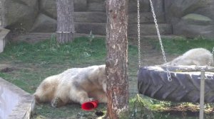 Белка разломала конус пополам и поделилась со Стрелкой. 13.10.2024