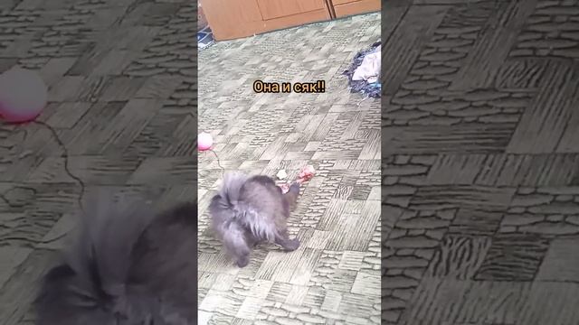 Давайте кушать? #немецкий #шпиц #3 месяца #щенок #
