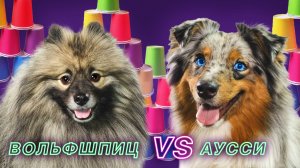 ВОЛЬФШПИЦ VS АУССИ: быстрее, выше, умнее! - Кусь-шоу - Челлендж с препятствиями