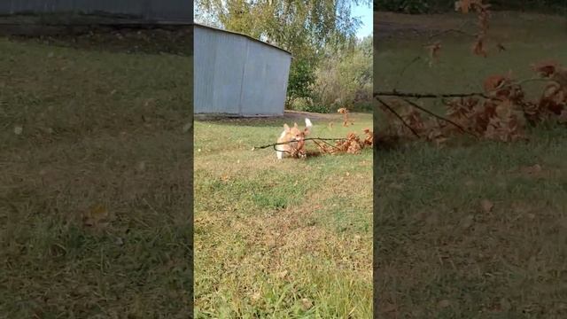 Коржик развлекается #коржмарти #корги #собака #юмор #смешно #смешныеживотные #corgi #dog #funny