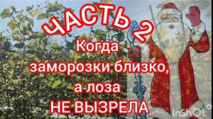 Рабочее укрытие винограда от ночных заморозков.  Когда можно резать виноградную лозу.