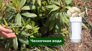 Как ухаживать за рододендроном после цветения?