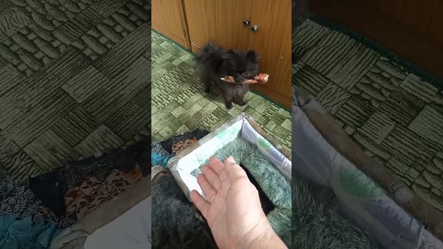 Ни чего личного!! #немецкий шпиц#щенок #3 месяца #