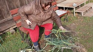 Приехали помощники Убрали лук порей