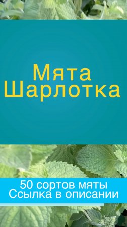 МЯТА Шарлотка