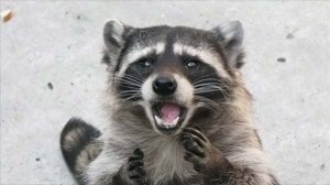 счастливые лесные друзья еноты rutube