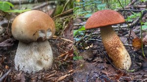 Тихая охота в Ленинградской области. Белый гриб и подосиновики в осеннем лесу. Грибы 2022