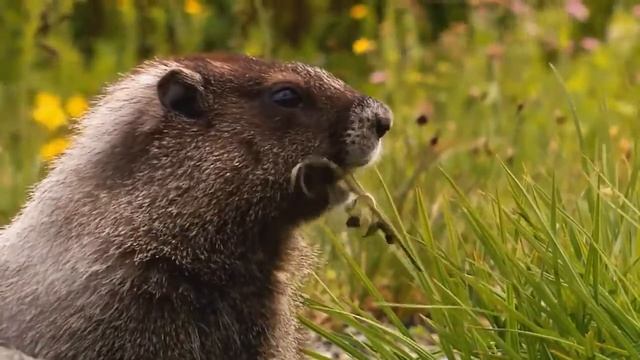 Wildlife In HD Windows 7 Sample Video смотреть онлайн