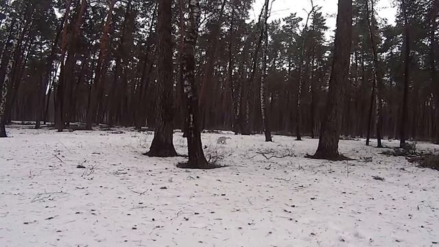 ЭЛЛИ первая прогулка) смотреть онлайн