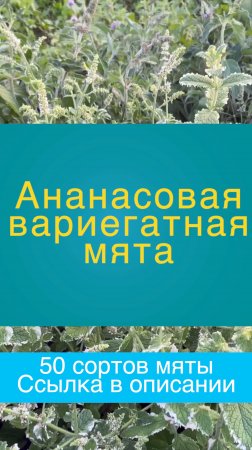 Ананас - вариегатная МЯТА