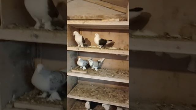 Голуби Ломова С Разобрался с парами смотреть онлайн