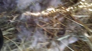 Пересадка 10-ти дневных крольчат в другую клетку