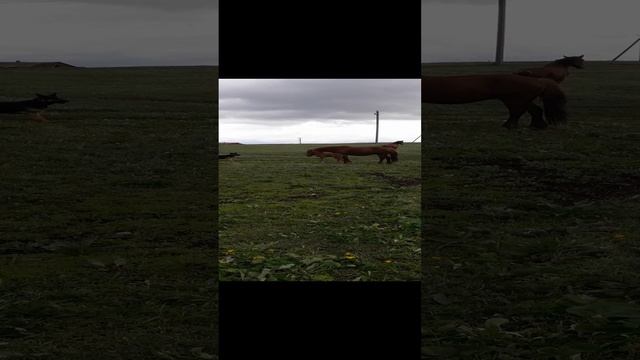Башкирия