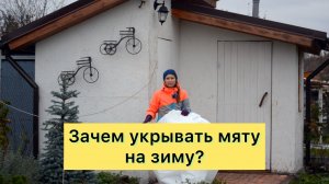 МЯТА | Как и зачем укрывать на зиму