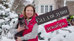 Сад для души в декабре | Зимний сад | Зима на даче