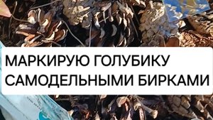 Вечные бирки для растений. Маркирую голубику