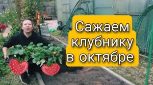 Сажайте Клубнику в Октябре Не Раздумывая 🍓