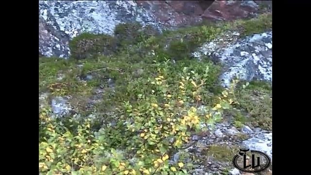 Тайны Кольского полуострова. Кто построил Железную гидру. Ответ найден.