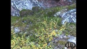 Тайны Кольского полуострова. Кто построил Железную гидру. Ответ найден.