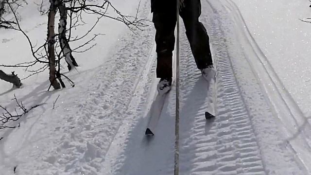 Как узбеки в апреле на Кольском  грибы собирали.