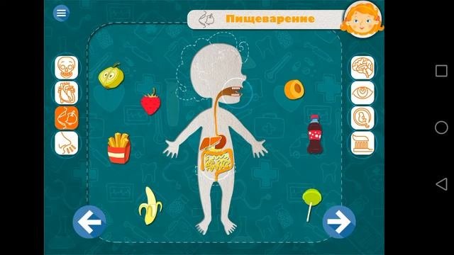 Анатомия для детей. Интерактивная энциклопедия