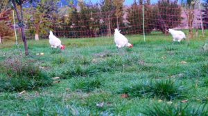 16 октябрь Бресские курочки на пастбище  пасутся травка, букашки...