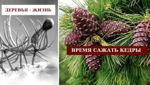 ДЕРЕВЬЯ - ЖИЗНЬ! ВРЕМЯ САЖАТЬ КЕДРЫ!